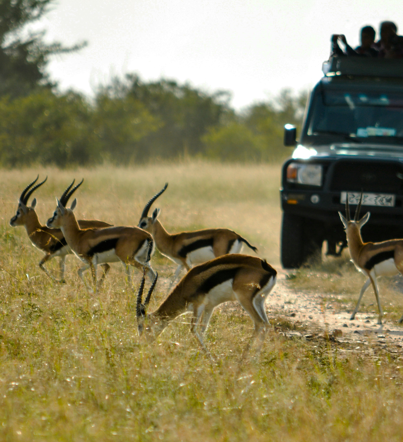  Ranthambore Black Buck Sighting